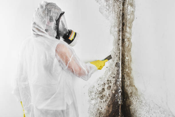 Reliable Hampton, IA Mold Removal Solutions