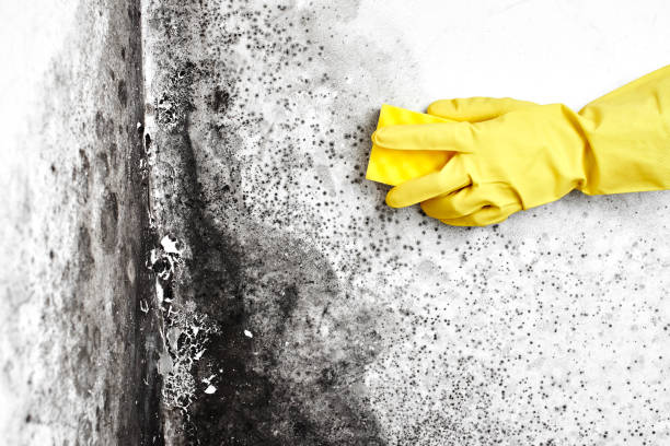 Best Professional Mold Removal  in Hampton, IA
