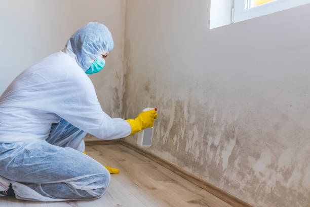 Certified Mold Removal in Hampton, IA