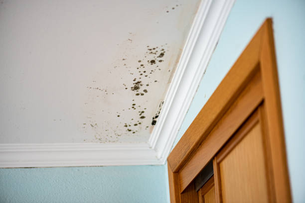 Best Attic Mold Removal  in Hampton, IA