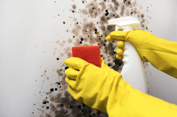 Best Mold Removal Company Near Me  in Hampton, IA