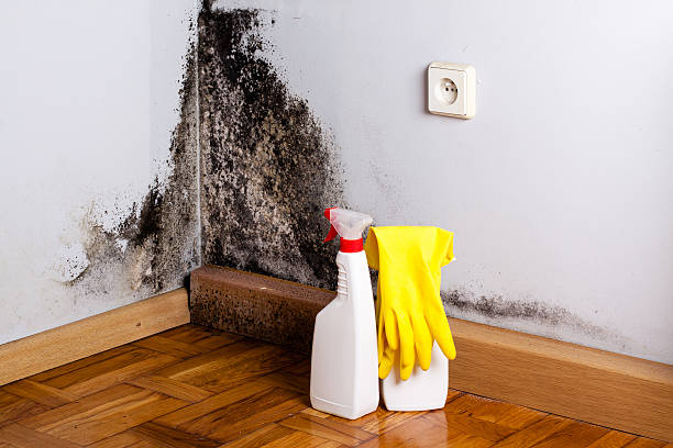 Best Mold Removal Near Me  in Hampton, IA
