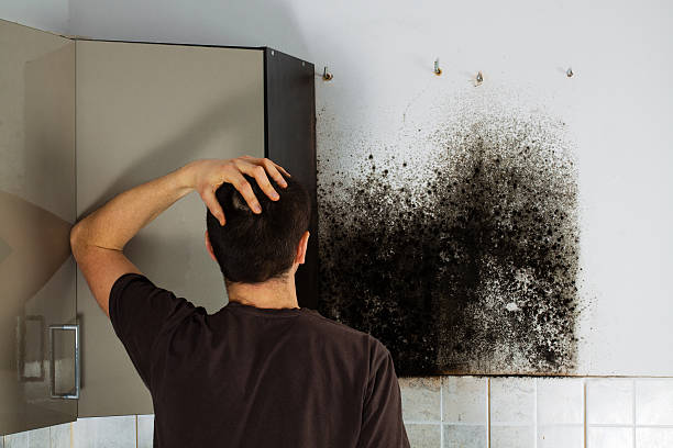 Best Commercial Mold Removal  in Hampton, IA