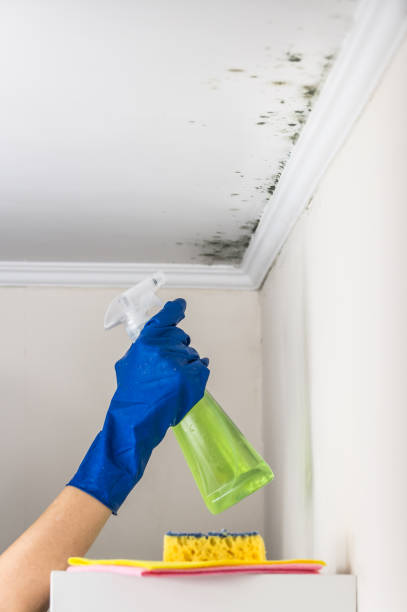 Best Toxic Mold Removal  in Hampton, IA