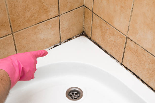 Best Professional Mold Removal  in Hampton, IA